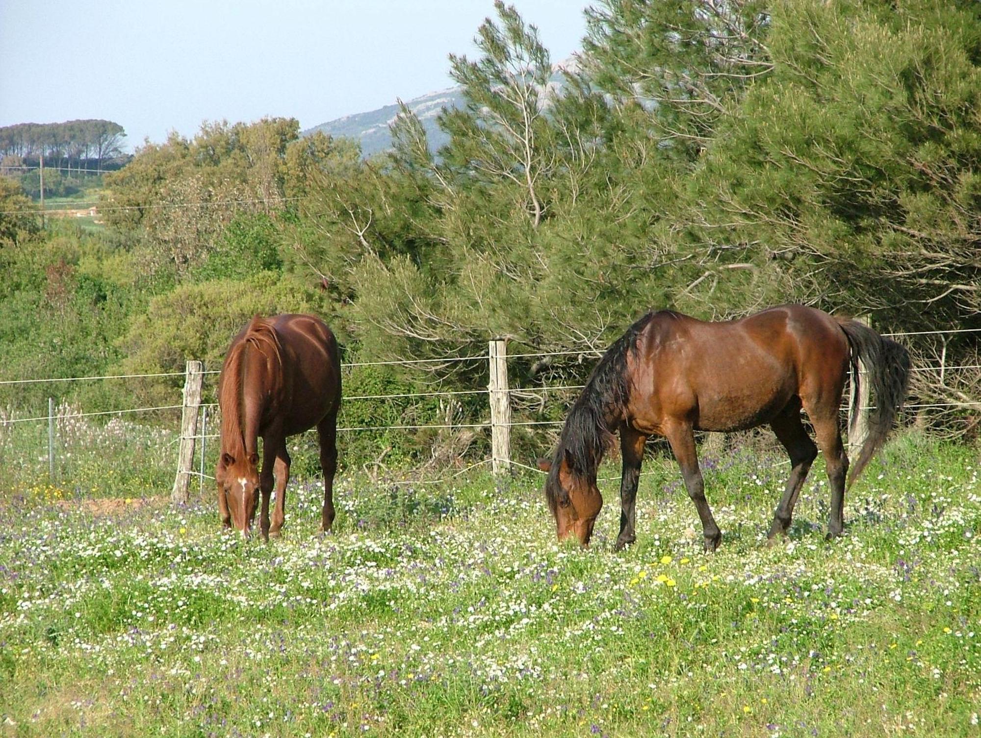 Agriturismo Sa Perda Marcada Arbus Kültér fotó